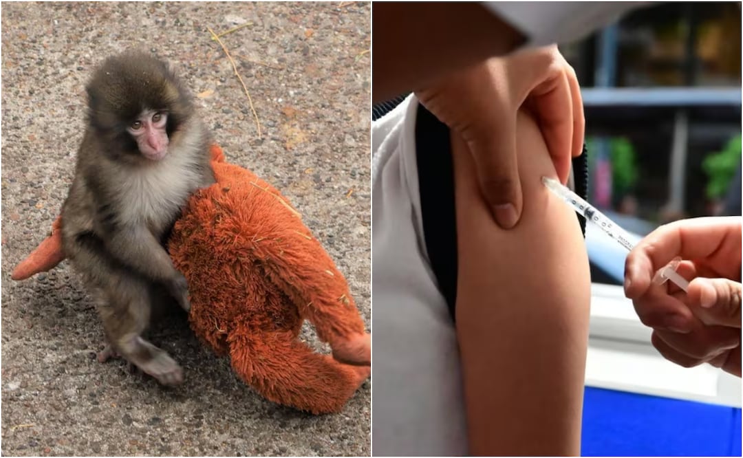 IMSS usa a Punch para invitar a vacunarse contra el sarampión. Foto: EFE y Especial