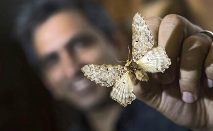 Descubren familia de grandes mariposas