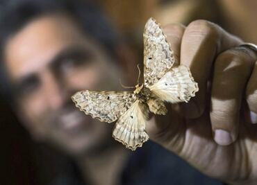 Descubren familia de grandes mariposas