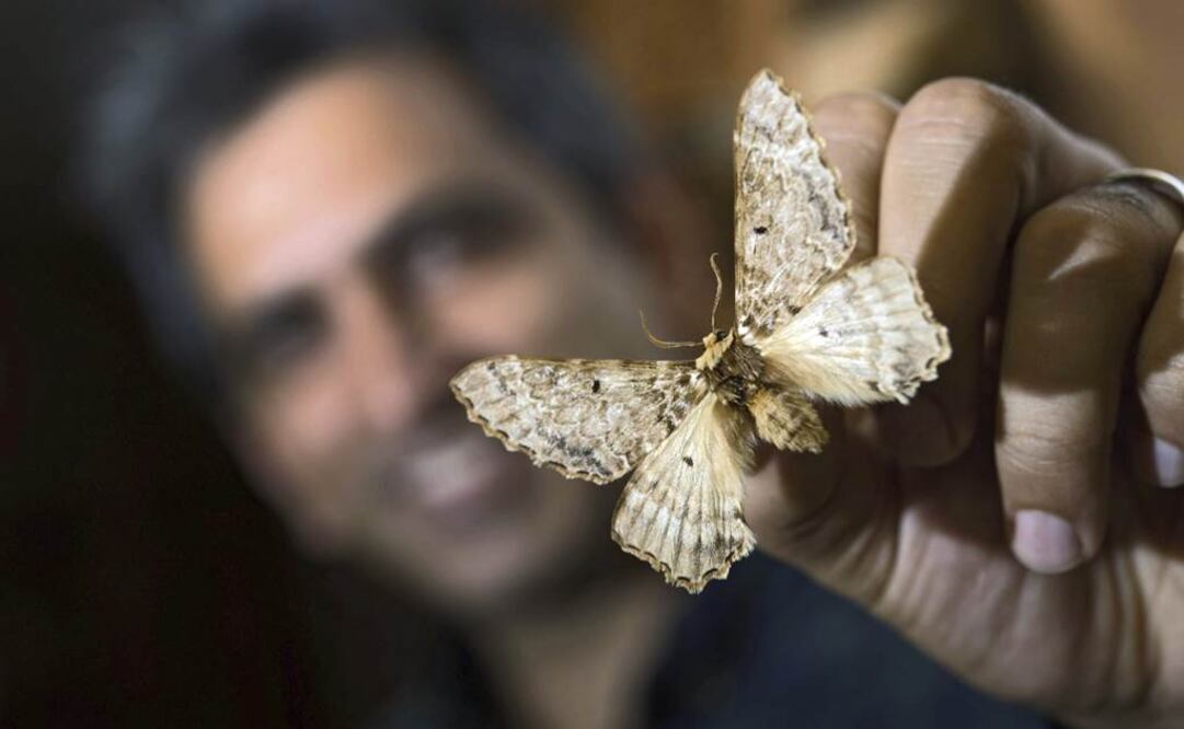 No pertenece a las denominadas polillas geométridas. Foto: EFE
