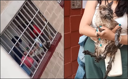 VIDEOS: Captan a adolescente golpeando a puño cerrado a gatito en la Benito Juárez; fundación lo rescata