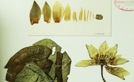 Mexico's green museum, the National Herbarium