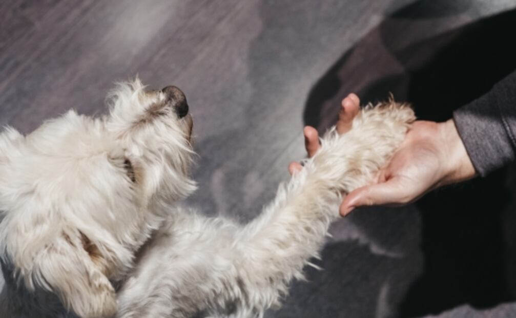 Aerolíneas de EU podrían impedir que animales de apoyo emocional vuelen en cabina