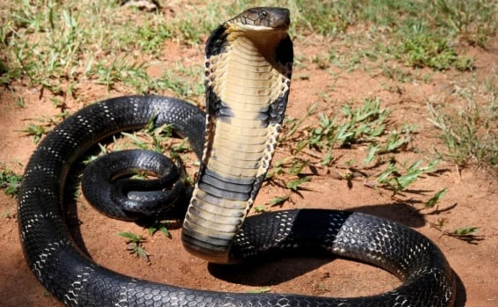 6 especies de serpiente que parecen salidas de una pesadilla
