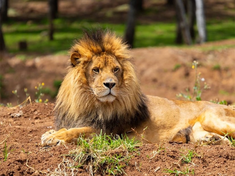 Bioparque Estrella se encuentra a menos de 2 horas de la CDMX. Foto: Facebook Bioparque Estrella