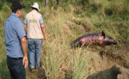 Hallan a delfín nariz de botella muerto en Tabasco 