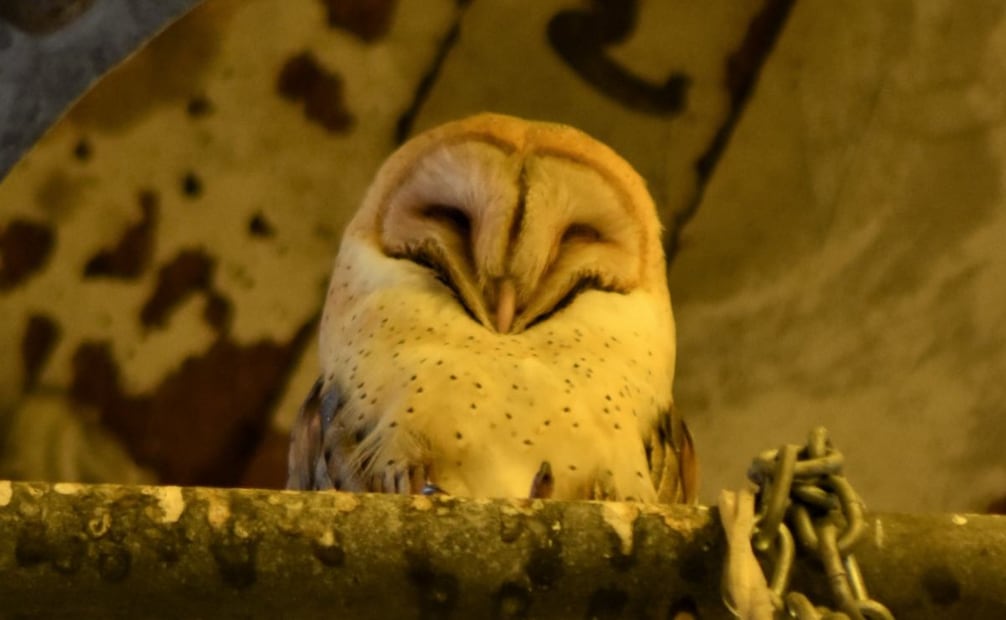 Lechuza de campanario (Tyto alba) en el Molino de Flores de Netzahualcóyotl. Foto: Conanp