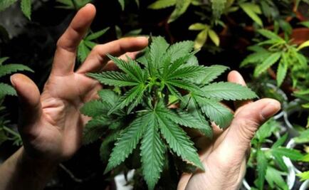 Congreso de San Luis Potosí rechaza propuesta para legalizar uso de marihuana