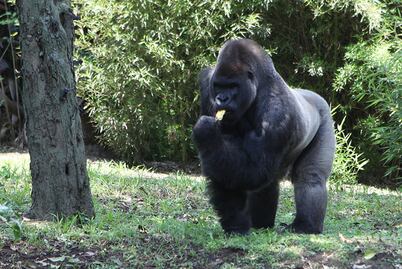 Descartamos responsabilidades por muerte de “Bantú”: Sedema