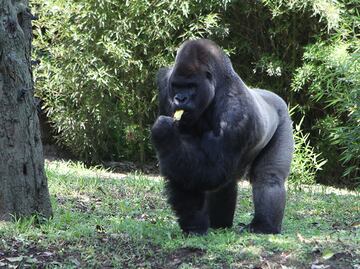 Descartamos responsabilidades por muerte de “Bantú”: Sedema