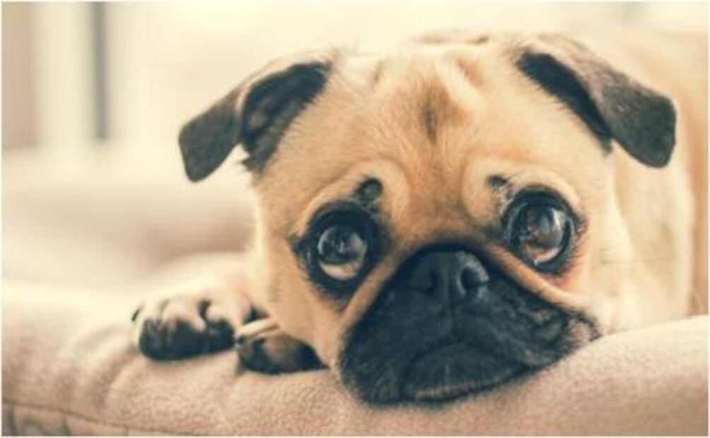 Lo que debes saber si viajas en avión con tu mascota