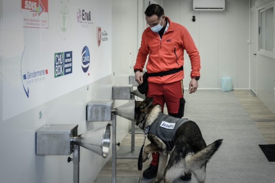 Francia usa perros para detectar Covid a través de la transpiración humana