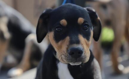 Inauguran feria de adopción de "lomitos" y "michis" en Tlalpan