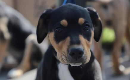 Inauguran feria de adopción de "lomitos" y "michis" en Tlalpan 