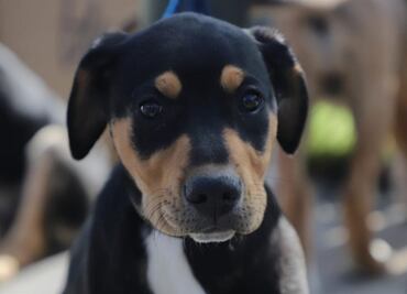 Inauguran feria de adopción de "lomitos" y "michis" en Tlalpan