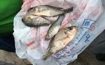 "Llueven" pequeños peces en Tamaulipas