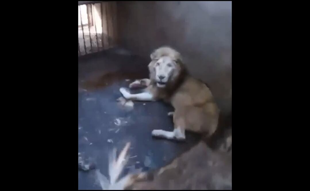 En las redes sociales se divulgó el mal estado del felino blanco. Foto: Captura de pantalla