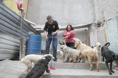 Perros y gatos, los más maltratados en CDMX
