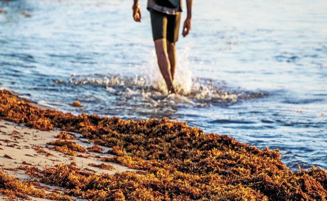 Mexican beaches are covered in sargassum, which affects tourism - Photo: File Photo/EL UNIVERSAL