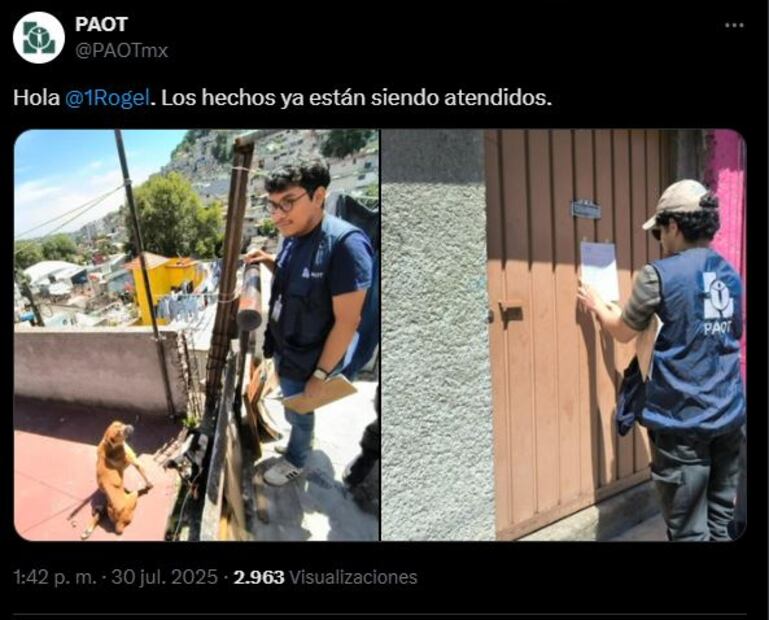 Denuncian abandono de perrito tras maltrato en Magdalena Contreras. Foto: Captura de pantalla