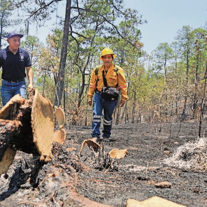 A sus 50 años Malco de Jesús recorre decenas de kilómetros por los cerros de Oaxaca para controlar cada siniestro; en la entidad sumaban 247 incendios forestales hasta el 13 de mayo; 14 están activos. EDWIN HERNÁNDEZ. EL UNIVERSAL 