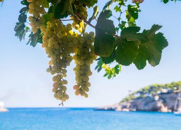 Istria, un paraíso croata que se expresa en tres uvas