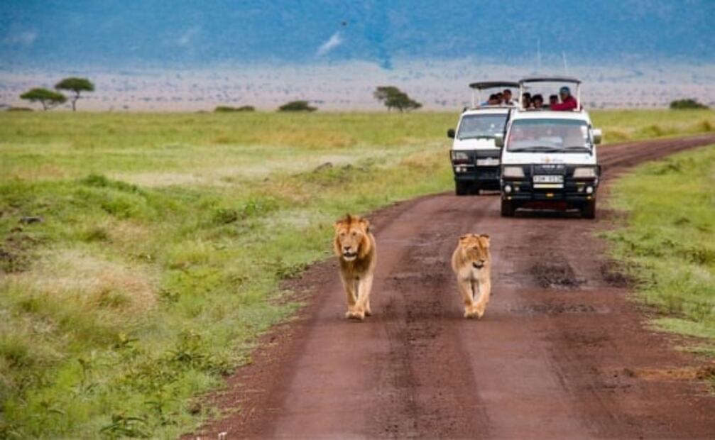 ¿Los leones están en peligro de extinción?