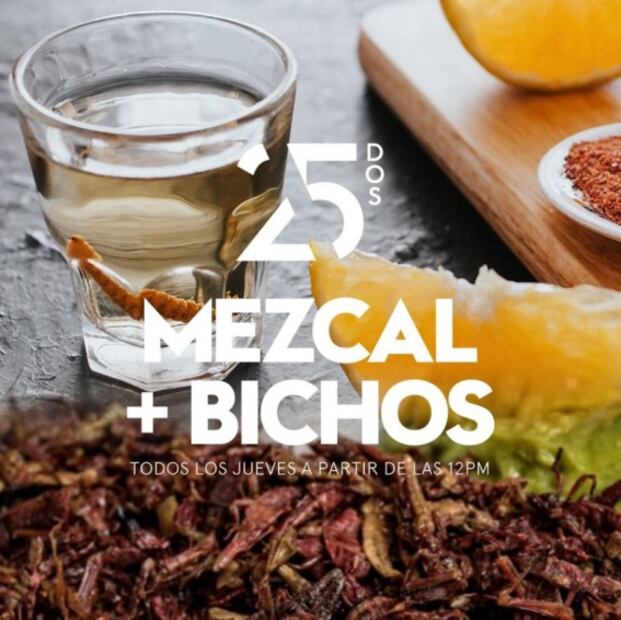 Presentan menú especial con bichos y mezcales