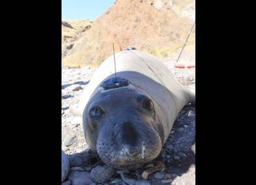 Colocan trasnmisores para monitorear a elefantes marinos