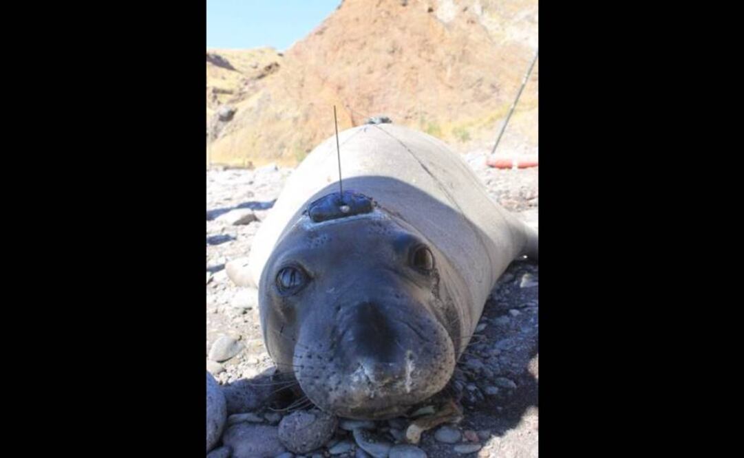 Tomada de @CONANP_mx