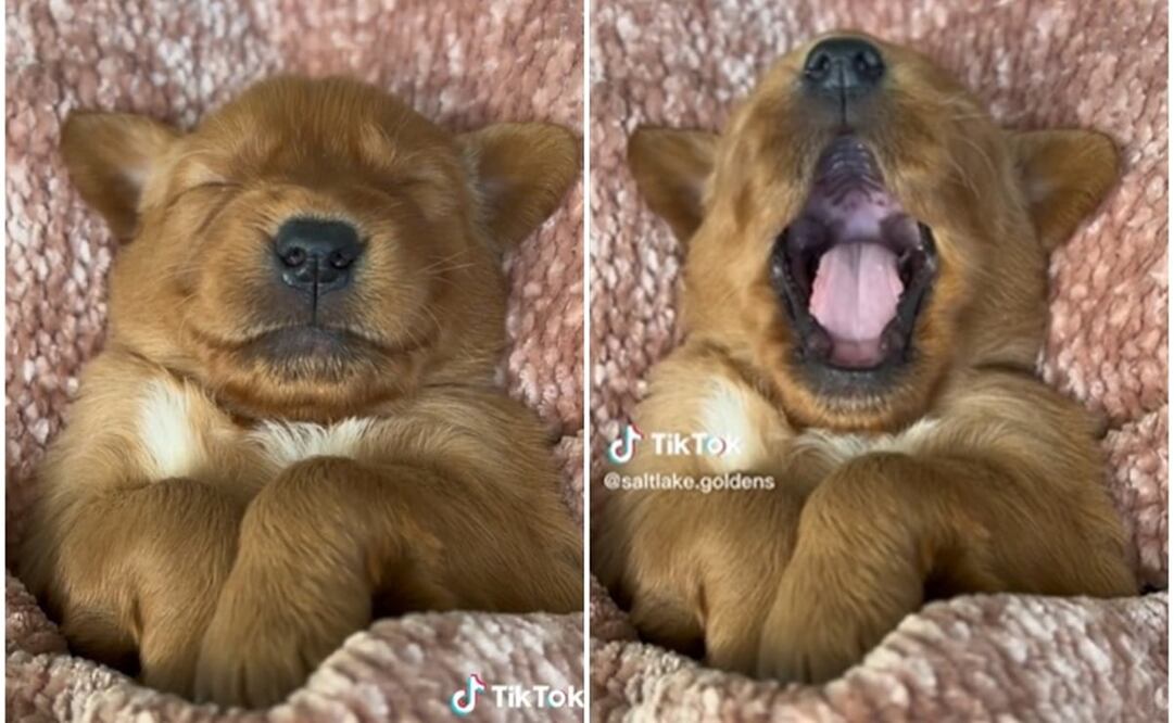 Foto: Captura de pantalla tomada de TikTok @saltlake.goldens