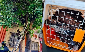 Rescatan águila en la colonia Hipódromo de Peralvillo; será entregada a la Brigada de Atención Animal