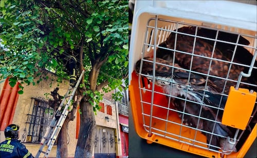 Rescatan águila en la colonia Hipódromo de Peralvillo; será entregada a la Brigada de Atención Animal