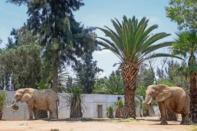 Ely y Gipsy ya comen y duermen juntas en el Zoológico de San Juan de Aragón