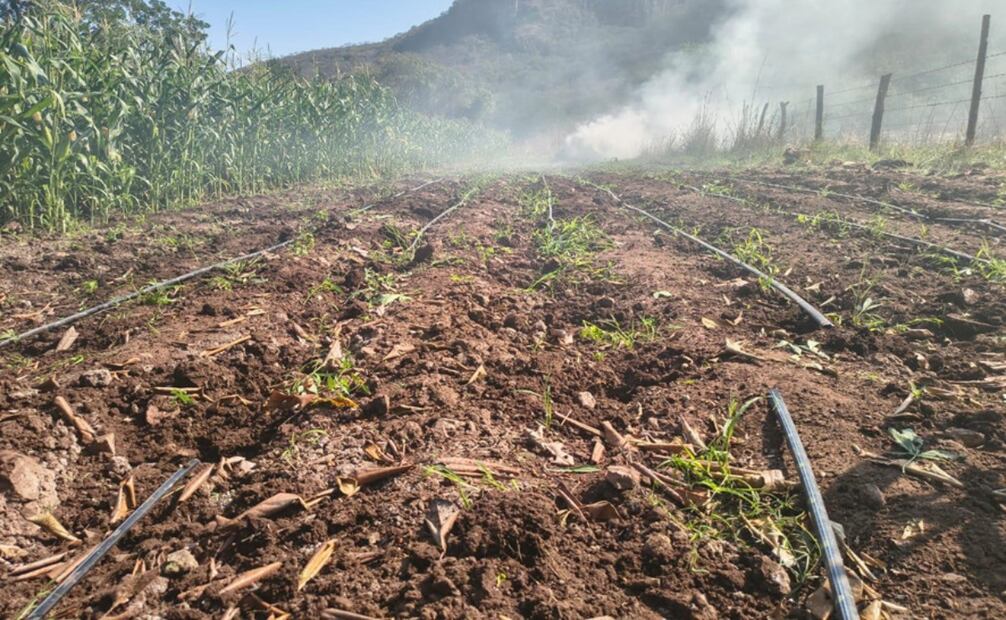 Plantío de marihuana en Michoacán. Foto: Especial