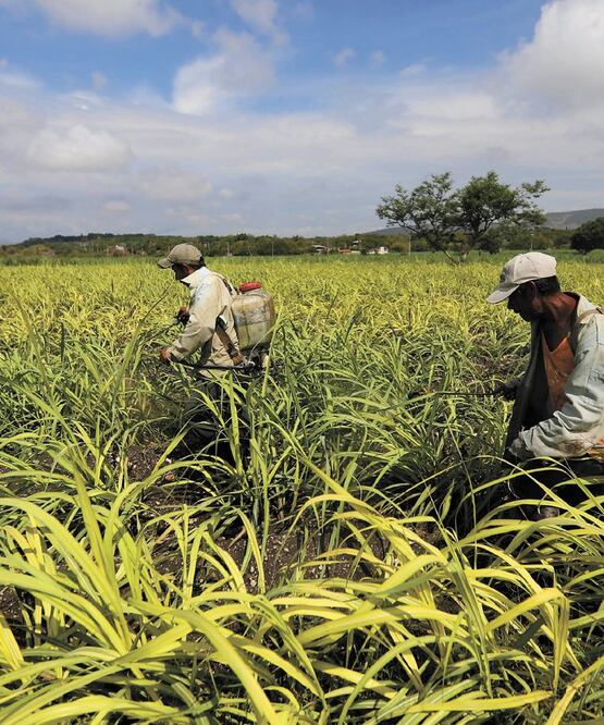 En noviembre, el gobierno de EU y productores azucareros deberán renegociar los acuerdos para evitar cuotas compensatorias. ARCHIVO EL UNIVERSAL