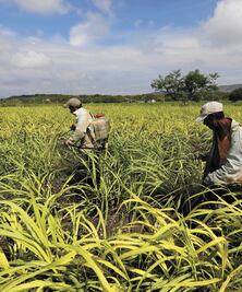 Noviembre, clave para el acuerdo azucarero con EU