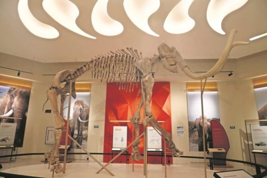 Abre sus puertas el museo del mamut