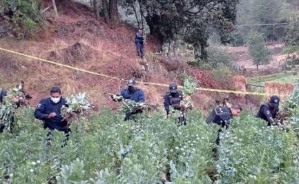 Aseguran plantío de amapolas en norte de Puebla