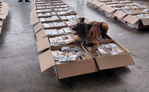 Perro detecta cargamento de café con cocaína en el AICM; decomisan más de una tonelada