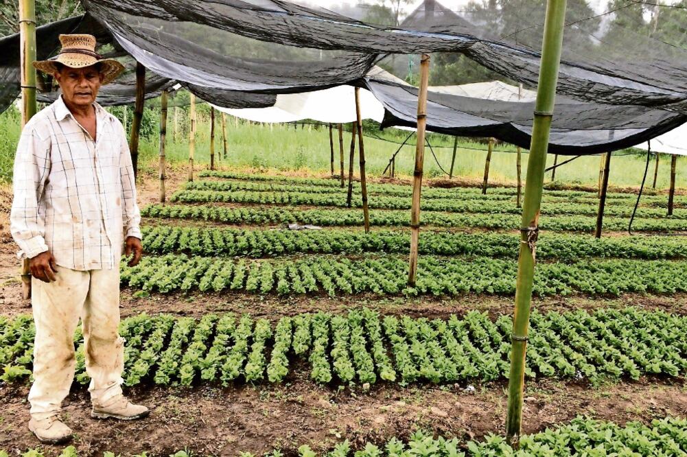 La familia de Guillermo Valdez perdió tres de las cuatro hectáreas de sembradío de café que poseen en la sierra de Atoyac, por la plaga de roya desatada tras el paso del huracán Ingrid y la tormenta tropical Manu el en Guerrero en 2013 (DAVID ESPINO)