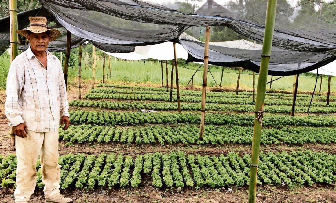 La familia de Guillermo Valdez perdió tres de las cuatro hectáreas de sembradío de café que poseen en la sierra de Atoyac, por la plaga de roya desatada tras el paso del huracán Ingrid y la tormenta tropical Manu el en Guerrero en 2013 (DAVID ESPINO)