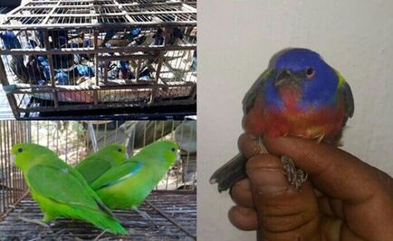 Asegura Profepa 172 aves transportadas en un camión de pasajeros