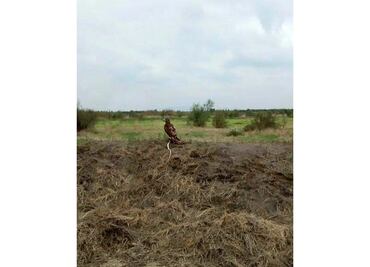 Captan a águila devorando a serpiente en terrenos de nuevo aeropuerto
