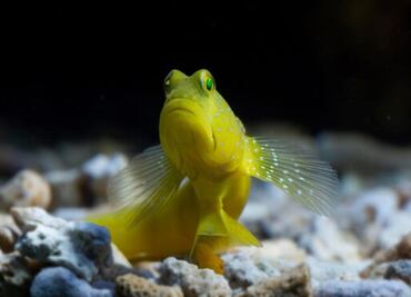 Así duermen los peces; bióloga lo explica