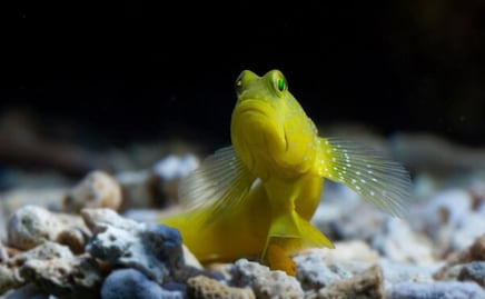 Así duermen los peces; bióloga lo explica