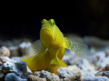 Así duermen los peces; bióloga lo explica