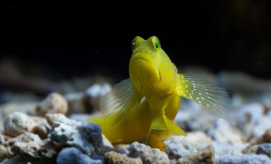 El sueño es esencial para la salud de los peces. Fuente: Freepik.