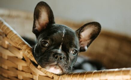 Recomendaciones para cuidar a las mascotas en el frío