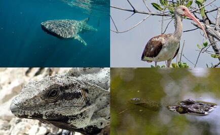 Dan a conocer Programa de Manejo para proteger la isla de Holbox